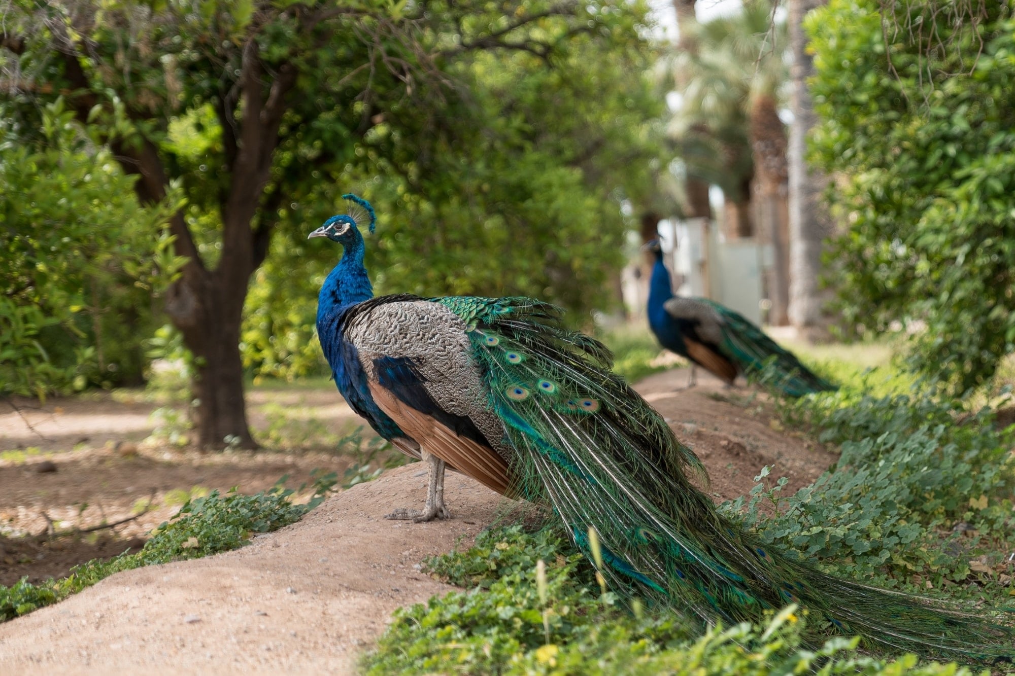 Peacocks walking through Sahuaro Ranch Park in Glendale, Arizona